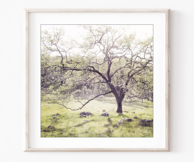 Oak Tree Prints Landscape Photography Set of 4 Prints, Rustic Living Room Decor, Nature Photography, Gallery Wall, 5x5 8x8 Prints image 3