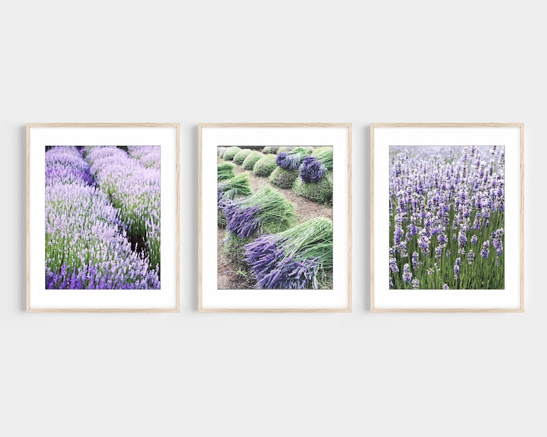 May include: Three framed photographs of lavender fields. The first photo shows a field of purple lavender flowers. The second photo shows bundles of lavender being harvested. The third photo shows a field of lavender flowers in bloom.