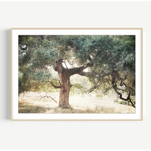 Oak Tree Photograph - Landscape Photography, Oak Tree Print, Nature Photography, 8x10 16x20 24x36, Rustic Tree Wall Art Print