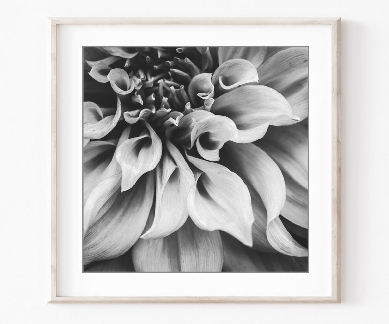 Botanical Print Set, Black and White Photography, Flowers Leaves, Set of 9 Prints. Nature Photography, Gallery Wall Set, 5x5 8x8 Prints image 5