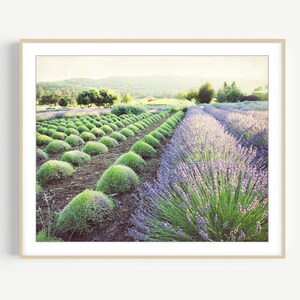 Puede incluir: Una impresi&oacute;n enmarcada de un campo de lavanda. Filas de arbustos verdes y flores de lavanda moradas est&aacute;n en primer plano. El fondo presenta &aacute;rboles, colinas y un cielo suave y brumoso. La imagen est&aacute; enmarcada.
