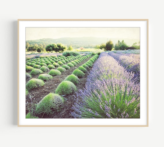 Lavender Field Print Landscape Photography Purple Green Wall Art French Country Decor