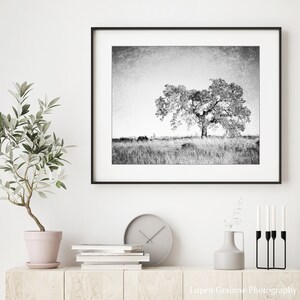 Oak Tree Photograph Black and White Wall Art Landscape Photography, Tree Wall Art, Nature Photography, Gray Nature Wall Art image 2