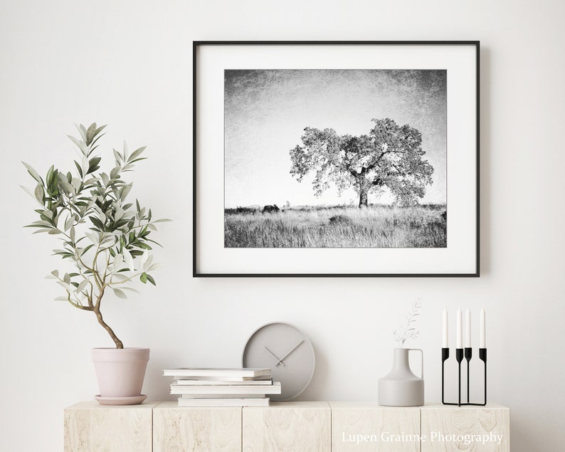 Oak Tree Photograph Black and White Wall Art Landscape Photography, Tree Wall Art, Nature Photography, Gray Nature Wall Art image 2