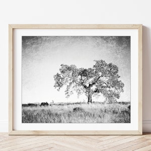 Oak Tree Photograph Black and White Wall Art Landscape Photography, Tree Wall Art, Nature Photography, Gray Nature Wall Art image 7