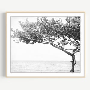 Ocean Print Tree Wall Art Black and White Photography Maui Hawaii Print