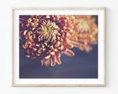 Chrysanthemum Flower Prin...