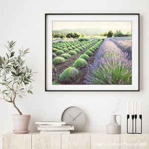 Puede incluir: Una impresi&oacute;n enmarcada de un campo de lavanda en un marco negro. La imagen muestra hileras de plantas de lavanda en flor, con arbustos verdes en primer plano y una vista distante de &aacute;rboles y un edificio. La impresi&oacute;n se exhibe en una pared blanca.
