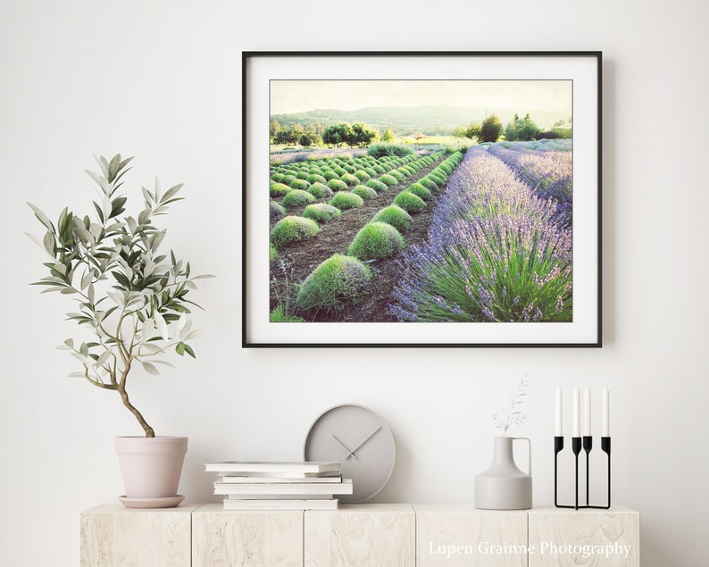 Puede incluir: Una impresi&oacute;n enmarcada de un campo de lavanda en un marco negro. La imagen muestra hileras de plantas de lavanda en flor, con arbustos verdes en primer plano y una vista distante de &aacute;rboles y un edificio. La impresi&oacute;n se exhibe en una pared blanca.
