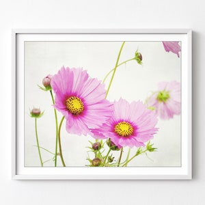 Cosmos Flower Print - Floral Photography, Botanical Print, Floral Wall Art, Bedroom Wall Decor, 8x10 16x20 Wall Art, Nature Photography