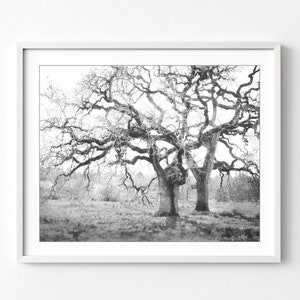 Oak Tree Print, Black and White Photography, Landscape Photography, Modern Rustic Decor, Wall Art, Nature Photography, Tree Print