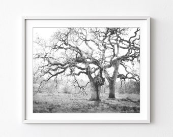 Oak Tree Print, Black and White Photography, Landscape Photography, Modern Rustic Decor, Wall Art, Nature Photography, Tree Print