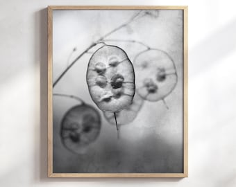 Botanical Photography, Seed Pod Wall Art, Lunaria Art Print, Black and White Photography, Plant Art Print, Nature  Photography