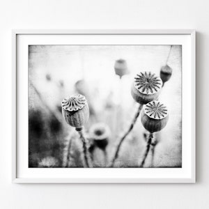 Poppy Pods Print - Nature Photography, Black and White Wall Art, Nature Print, Gray Botanical Art Print, 8x10 11x14 Print