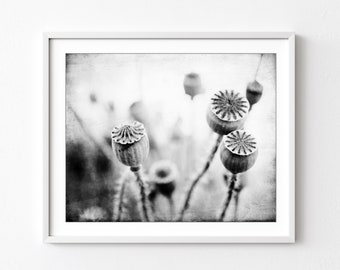 Poppy Pods Print - Nature Photography, Black and White Wall Art, Nature Print, Gray Botanical Art Print, 8x10 11x14 Print