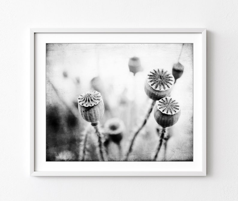 Poppy Pods Print Nature Photography, Black and White Wall Art, Nature Print, Gray Botanical Art Print, 8x10 11x14 Print image 1