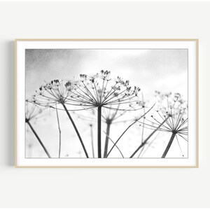 Botanical Print Black and White Photography, Wild Plants, Nature Print, Contemporary Nature Living Room Art, 8x10 16x20 Print image 9