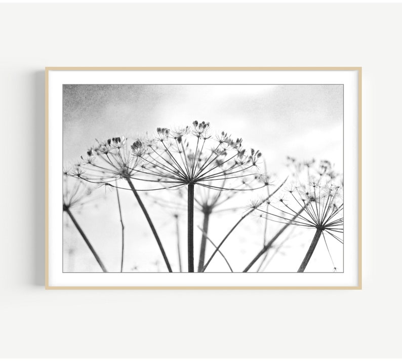 Botanical Print Black and White Photography, Wild Plants, Nature Print, Contemporary Nature Living Room Art, 8x10 16x20 Print image 9