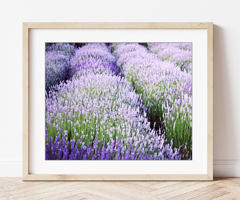 Lavender Field Print Purple Green Wall Art Nature Etsy