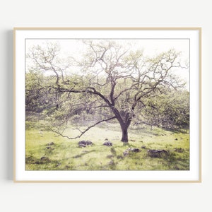 Oak Tree Landscape Print - Landscape Photography, Dreamy Woodland Wall Art, Nature Photography Print, 8x10 16x20, Rustic Wall Art