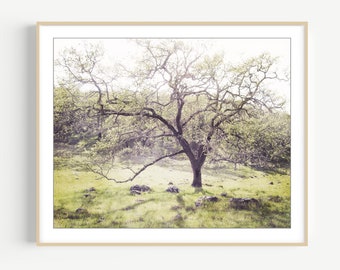 Oak Tree Landscape Print - Landscape Photography, Dreamy Woodland Wall Art, Nature Photography Print, 8x10 16x20, Rustic Wall Art