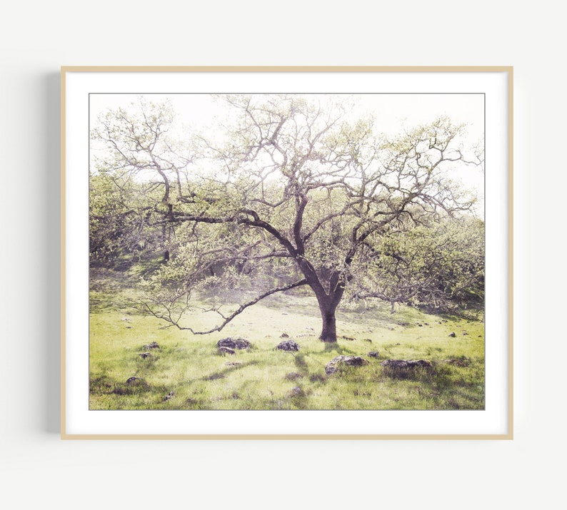 Oak Tree Landscape Print Landscape Photography, Dreamy Woodland Wall Art, Nature Photography Print, 8x10 16x20, Rustic Wall Art image 1