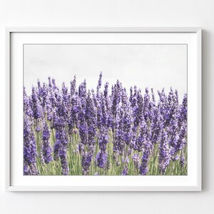 Lavender Photograph Purple Wall Art Botanical Print Lavender Flowers Bedroom Wall Art French Country Decor // Lavender Love