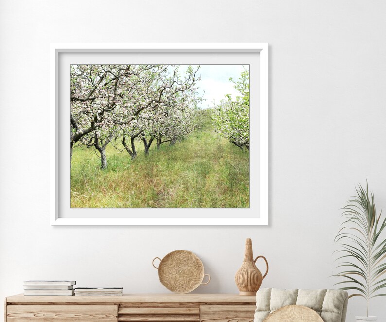 Apple Orchard Print Landscape Photography, Fruit Trees, Rustic Country Decor, Farmhouse Wall Art, Nature Photography, Dining Room Art image 3