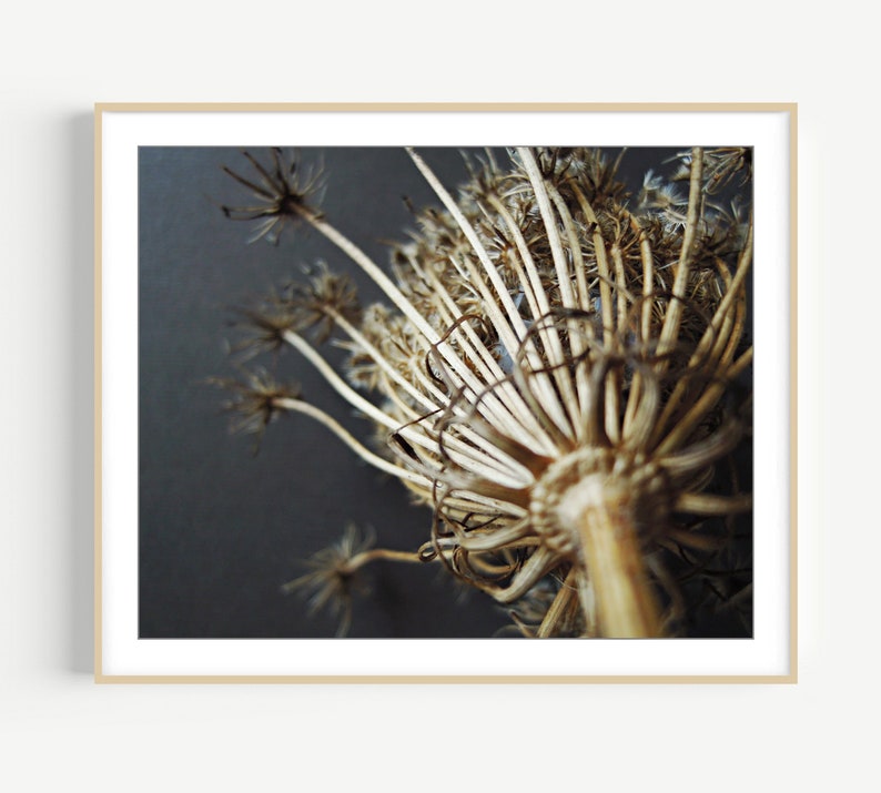 Queen Anne's Lace Print Nature Photography, Minimal Modern Rustic Wall Art, Still Life Photography Print, Earthy Decor, Gray Brown Decor image 1