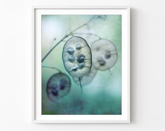 Botanical Photography - Lunaria Plant Print, Nature Photography, Turquoise Aqua Wall Art, Dreamy Ethereal Bedroom Art, 8x10 12x16 Print