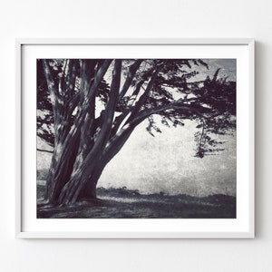 Cypress Tree Print, Landscape Photography, Black and White Wall Art, Charcoal Gray Wall Art, 8x10 16x20 Print