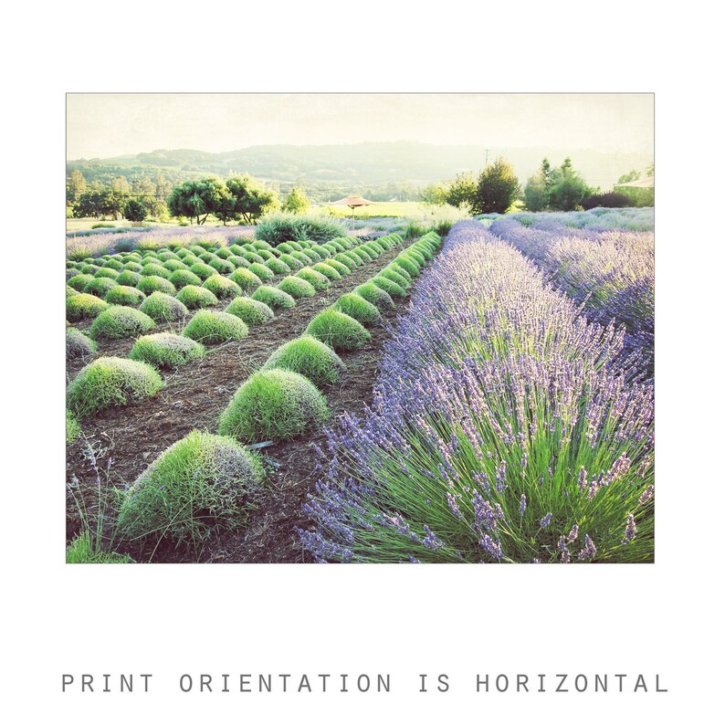 Puede incluir: Paisaje de un campo de lavanda con hileras de flores moradas y arbustos verdes. La orientaci&oacute;n de la impresi&oacute;n es horizontal. En el fondo, se ven &aacute;rboles y colinas bajo un cielo brillante.