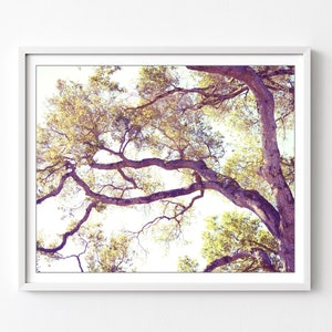 California Oak Tree Wall Art Nature Photography, Gold Olive Green, Living Room Decor, Mauve Purple, 11x14 16x20,  Tree Woodland Wall Art
