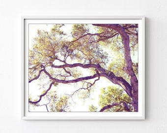 California Oak Tree Wall Art Nature Photography, Gold Olive Green, Living Room Decor, Mauve Purple, 11x14 16x20,  Tree Woodland Wall Art