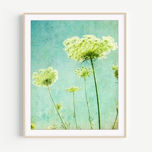 Flower Photography Queen Anne's Lace Print, Floral Aqua Blue Green Wall Art, Nature Photography, 8x10 11x14, Wildflower Botanical Wall Art image 4