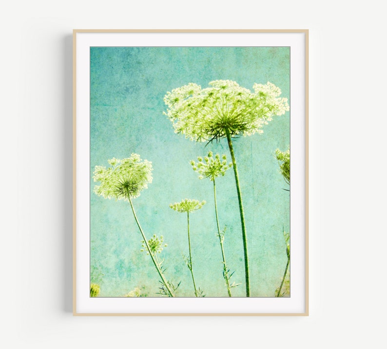 Flower Photography Queen Anne's Lace Print, Floral Aqua Blue Green Wall Art, Nature Photography, 8x10 11x14, Wildflower Botanical Wall Art image 4
