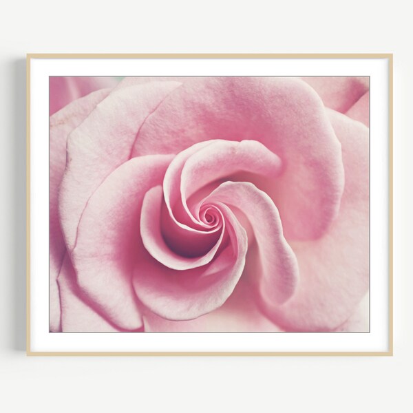 Flower Photography - Pink Rose Print, Floral Wall Art, Botanical Print, Pink Bedroom Wall Art, Spiral, Bedroom Decor, 8x10 16x20 Print
