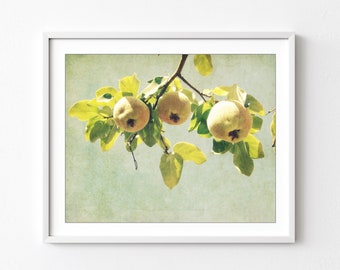 Fruit Tree Print, Quince, Botanical Photography, Kitchen Dining Room Wall Art, Nature Photography, Yellow Fruit Wall Art