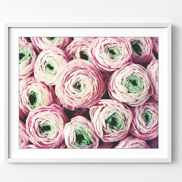 Flower Photography Ranunculus Flowers, Provence France, Floral Wall Art, Pink Floral Photography, 8x10 11x14 Print, Bedroom Wall Art Decor