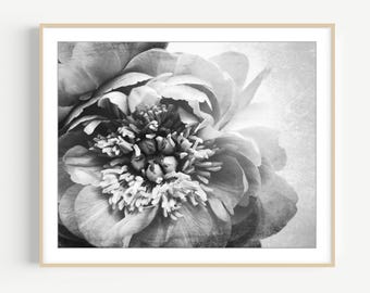 Peony Flower Print, Black and White Photography, Floral Botanical Print, Monochrome Vintage Antique Style Flower Wall Art, 8x10 11x14 Print