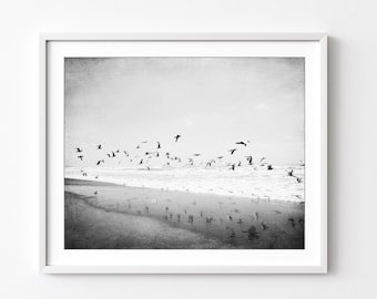 Beach Print, Black and White Photography Wall Art, Seagulls, Nature photography, Ocean Print, 8x10 16x20 Print, Coastal Wall Art