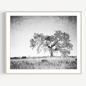 Black and White Oak Tree Print Rustic Landscape Photography