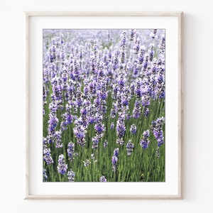 May include: A field of purple lavender flowers in bloom. The flowers are in focus, while the background is blurred.