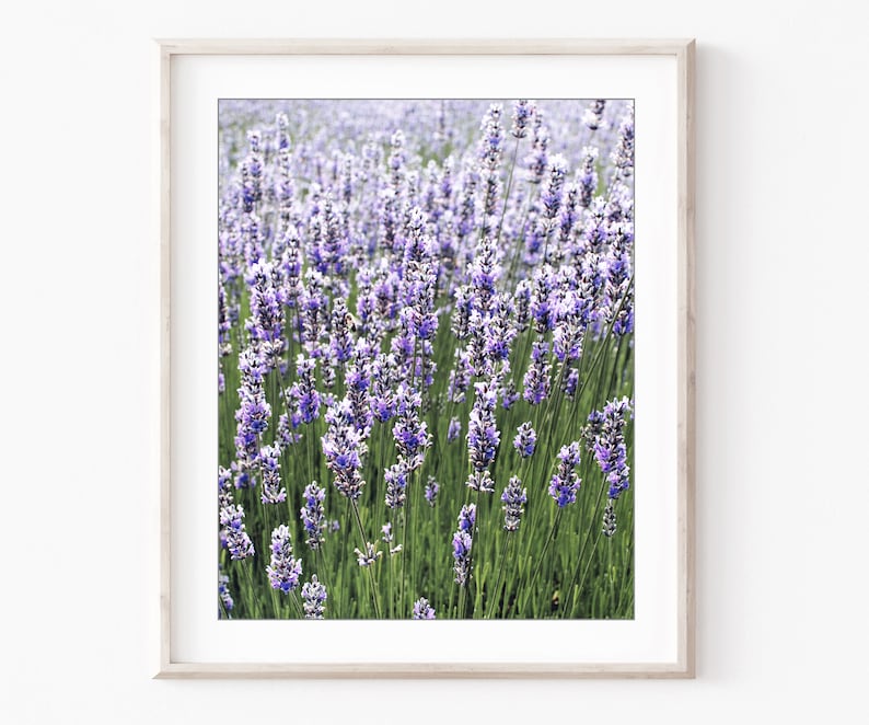 May include: A field of purple lavender flowers in bloom. The flowers are in focus, while the background is blurred.