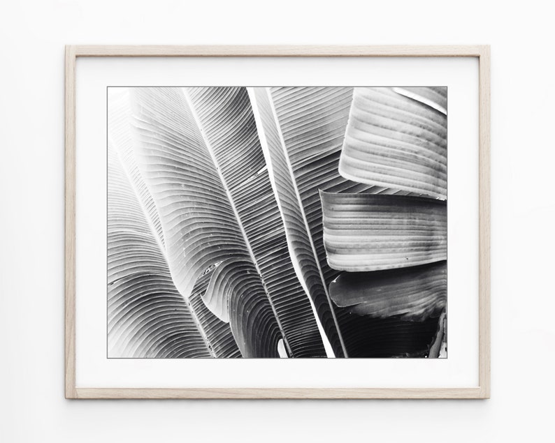 Set of Four Prints Botanical Print Set Black and White Photography, 8x10 11x14 Print Set, Nature Photography Print Set Wall Art image 6