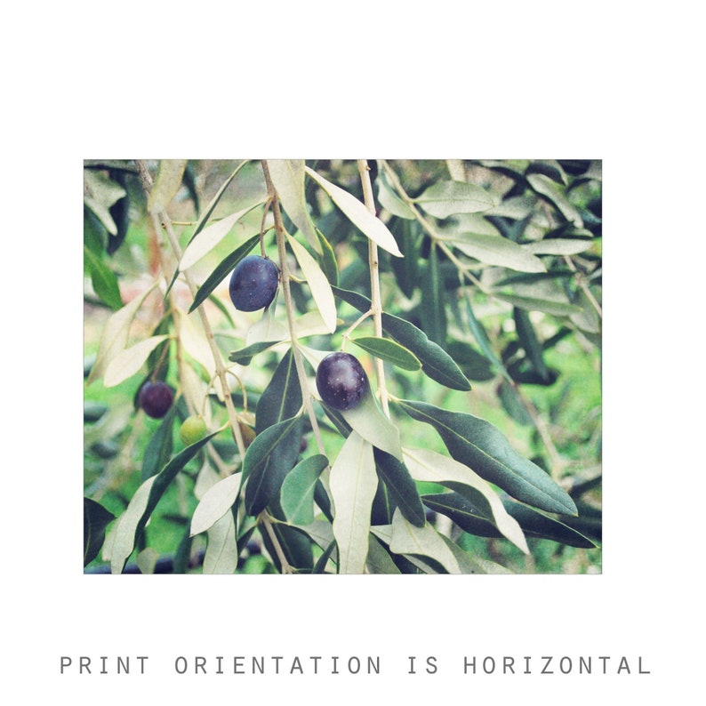 Olive Branch Print Botanical Print, Nature Photography, Kitchen Wall Art, Olive Tree, 8x10 5x7, Dining Room Decor image 5