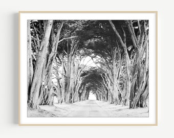 Black and White Landscape Photography - Tree Wall Art, Cypress Trees, Nature Photography, Rustic Landscape Print, 8x10 16x20 Print