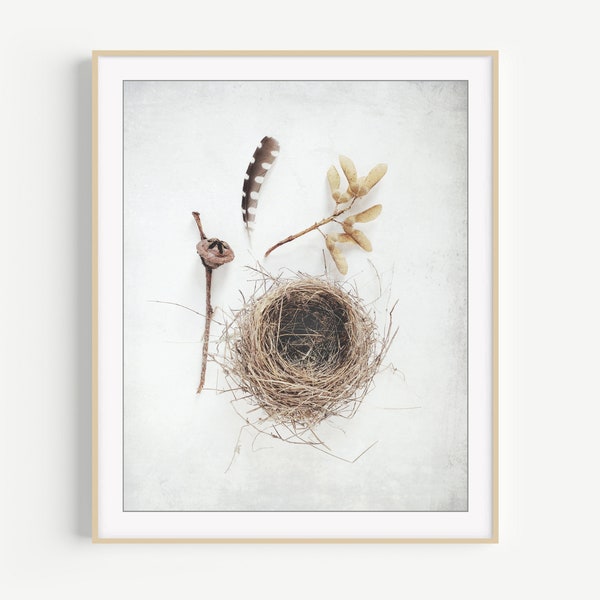 Birds Nest Print - Nature Photography, Minimal Modern Rustic Art, Naturalist Art, Still Life Photography, Neutral Farmhouse, Maple Seeds