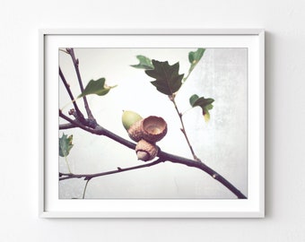 Acorn Photography, Oak Tree Branch Print, Neutral Wall Art, Autumn Fall Photography, Minimal Rustic Still Life Photography, 8x10 11x14 12x16