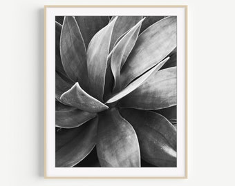 Black and White Photography, Agave Leaves, Abstract Wall Art, Nature Photography, Contemporary Decor, 8x10 11x14 16x20 Print